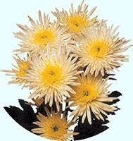 Хризантема Sheena (Шена) (зкс)