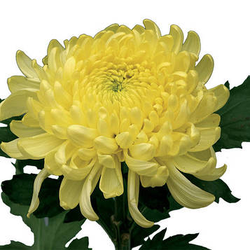Хризантема  Palisada Yellow (8) (зкс)