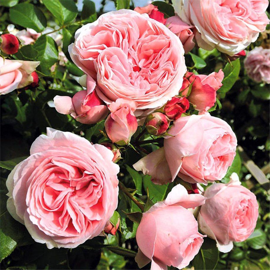Саджанці плетистої троянди Джардина (Rose Giardina)