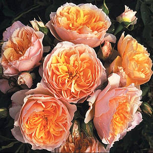 Саджанці плетистої троянди Джинджер Силлабаб (Rose Ginger Syllabub)
