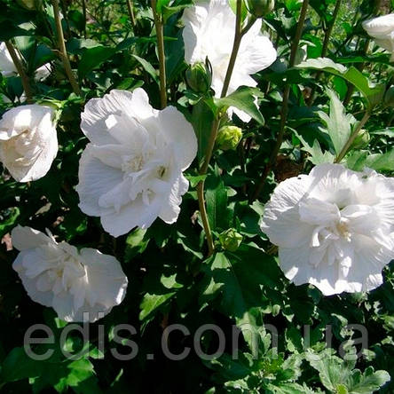 Гібіскус сирійський (деревовидний) махровий White Chіffon (Вайт Шифон), фото 2