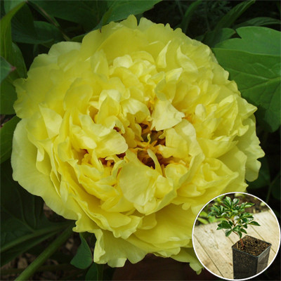 Саджанці Півонія ІТО Yellow Crown 1шт.