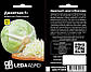 Насіння Капусти білокачанної Джинтама F1, для квашення, 100 шт (Leda Agro), фото 2