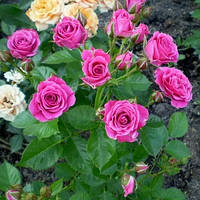 Саджанця мелкоцветоковой троянди Лавлі Лідія (Lovely Lidia) клас А