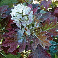 Гортензія дуболиста Бургунді