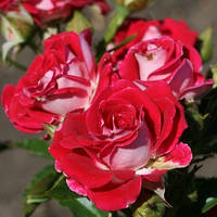 Саженц мелкоцветоковой розы "Руби Стар" класс А