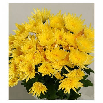 Хризантема кущова голчаста жовта (зкс)