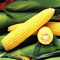 Семена кукурузы сахарной Сентинель F1, (5000 сем.), Clause, Франция