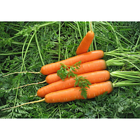 Семена моркови гибридной БОЛИВАР F1 (тип НАНТЕС), (фр. 1,6-2,0) 100 000сем., Clause, Франция
