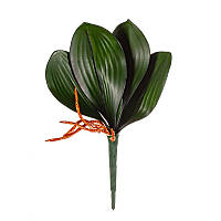 Листья орхидеи 22 см, 5 шт