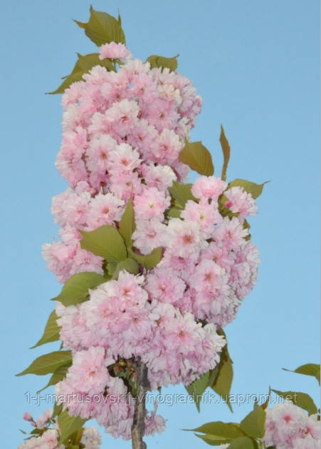 Сакура Канзан. Вишня мілкопільчатої (Prunus serrulata) саджанці з відкритою кореневою і в контейнерах