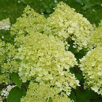 Гортензія метильчаста (Hydrangea paniculata Dentelle de Gorron) 0,5 л