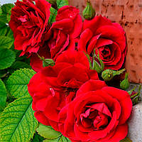 Саженцы плетистой розы Фламентанц (Rose Flammentanz)