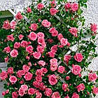 Саджанці плетистої троянди Лавінія (Rose Lawinia), фото 2
