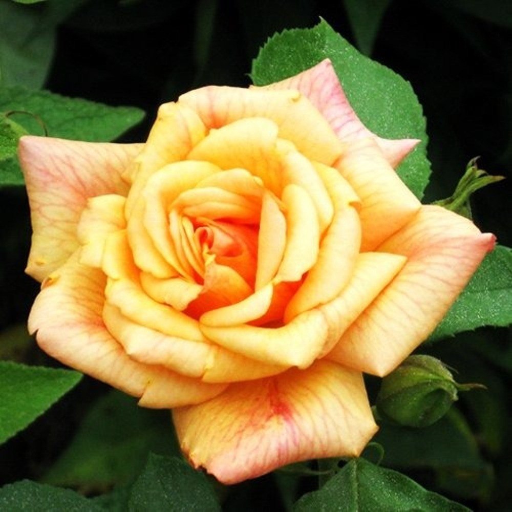 Саджанці плетистої троянди Ведмедик (Rose Michka), фото 1