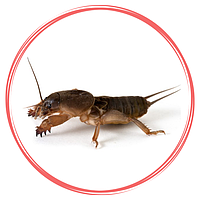 Засоби захисту від капустянки