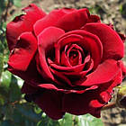 Саджанці плетистої троянди Нахеглут (Rose Naheglut), фото 2