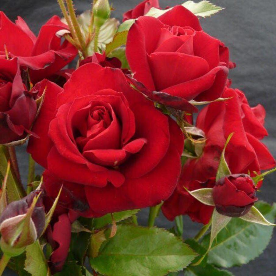 Саджанці плетистої троянди Нахеглут (Rose Naheglut)