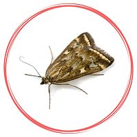 Засоби захисту від молі