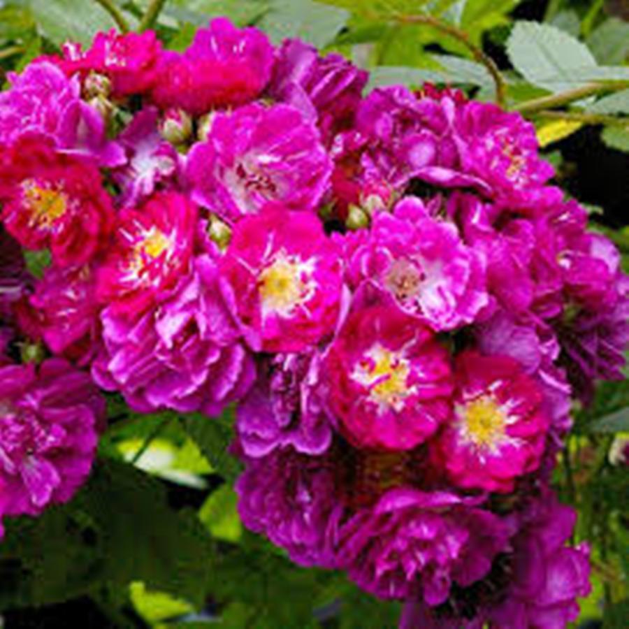 Саджанці плетистої троянди Переніал Блю (Роуз Perennial Blue), фото 1