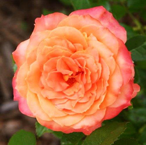 Саджанці чайно-гібридної троянди Янкі Дудль (Rose Yankee Doodle), фото 1