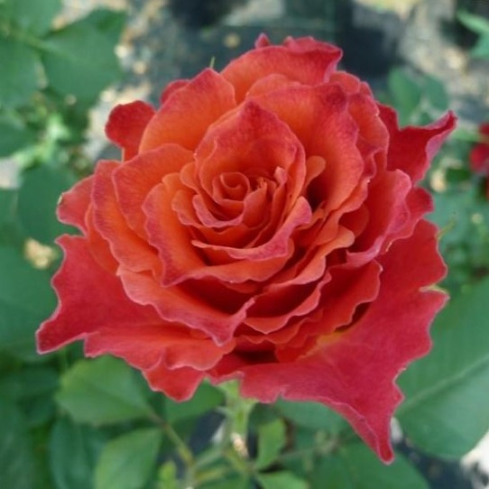 Саджанці чайно-гібридної троянди Апачі (Rose Apache), фото 1