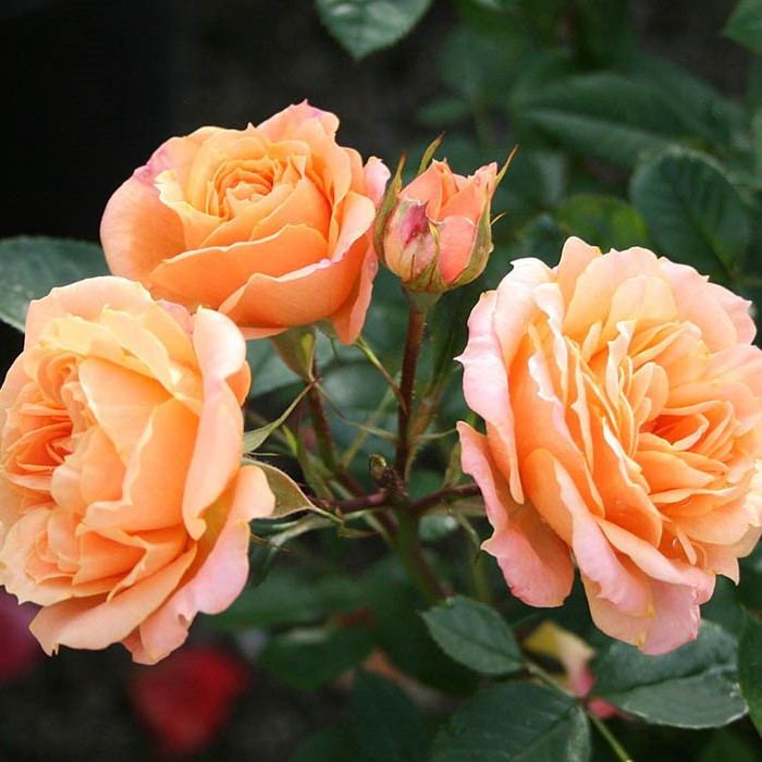 Саджанці чайно-гібридної троянди Апрікот (Rose Apricot)