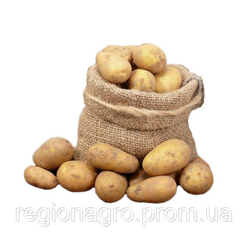 Семенной картофель Королева Анна, 1я репродукция, цена 27 грн — Prom.ua ...