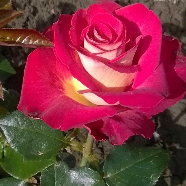 Саджанці чайно-гібридної троянди Кассандра (Rose Cassandra)