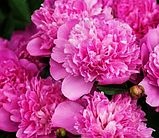 Півонія трав'яниста Патіо "Rome" (Рим) Уперше в Україні., фото 2