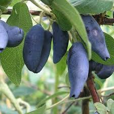 Жимолість Блакитне веретено, рання, 1рік, фото 1