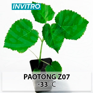 Саджанці морозостійкої Павловнії Paotong Z07 (Паотонг З07) invitro