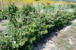 Малина ремонтантная Джоан Джей