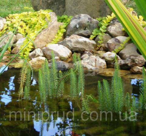 ВОДЯНА СОСОНКА, ХВІСТНИК - рослина для міні ставку, водної клумби, ставочка у вазоні, фото 1