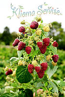 Малина ремонтантная "Полка"