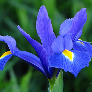 Саджанець Ірис Hollandica Blue Magic