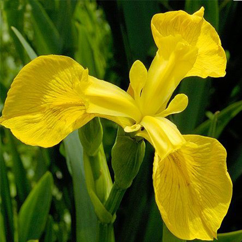 Саджанець Ірис Hollandica Royal Yellow