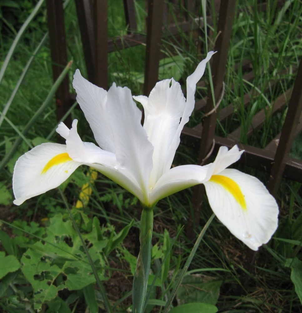Саджанець Ірис Hollandica White Dream