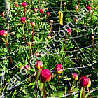 Шпалерна сітка для квітів біла комірка 125x125 мм щільність 8.5 г/м2 ширина 1 м на метраж Intermas Іспанія, фото 4