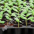 Касета для розсади без піддону 21 осередок 62x65x30 мм товщина 0.7 мм, фото 2