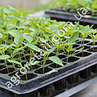 Касета для розсади без піддону 105 осередків 36x40x14 мм товщина 0.7 мм, фото 3