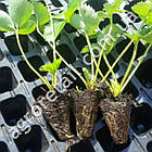 Касета для розсади 200 осередків 25x43x10 мм товщина 0.7 мм, фото 2