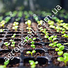 Касета для розсади 200 осередків 25x43x10 мм товщина 0.7 мм, фото 3