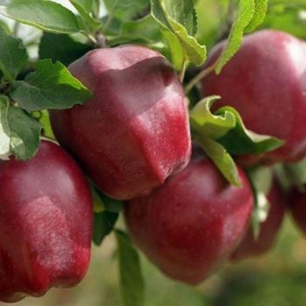 Саджанці яблуні зимового "Глостер" 2-х літні