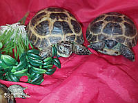 Среднеазиатская сухопутная ручная черепаха. Testudo (Agrionemys) horsfieldii.