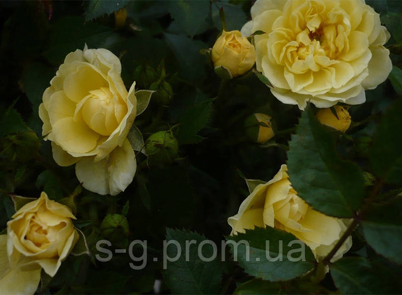 Троянда грунтопокривна Єлоу Фейрі (rose Yellow Fairy) С2 - фото 1 - id-p911877689