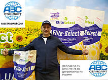 Урожайні гібриди ЄС Саксон ЄС Альфа під Гранстар. ЄС Берекет під Євро-Лайтнінг.