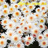 Хризантема корейська Медея, фото 2