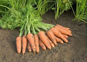 Семена моркови Кордоба F1 10 грамм расфасовка - фото 2 - id-p1119052313