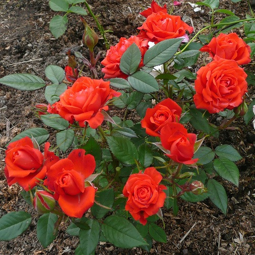Троянда Оранж Санблейз